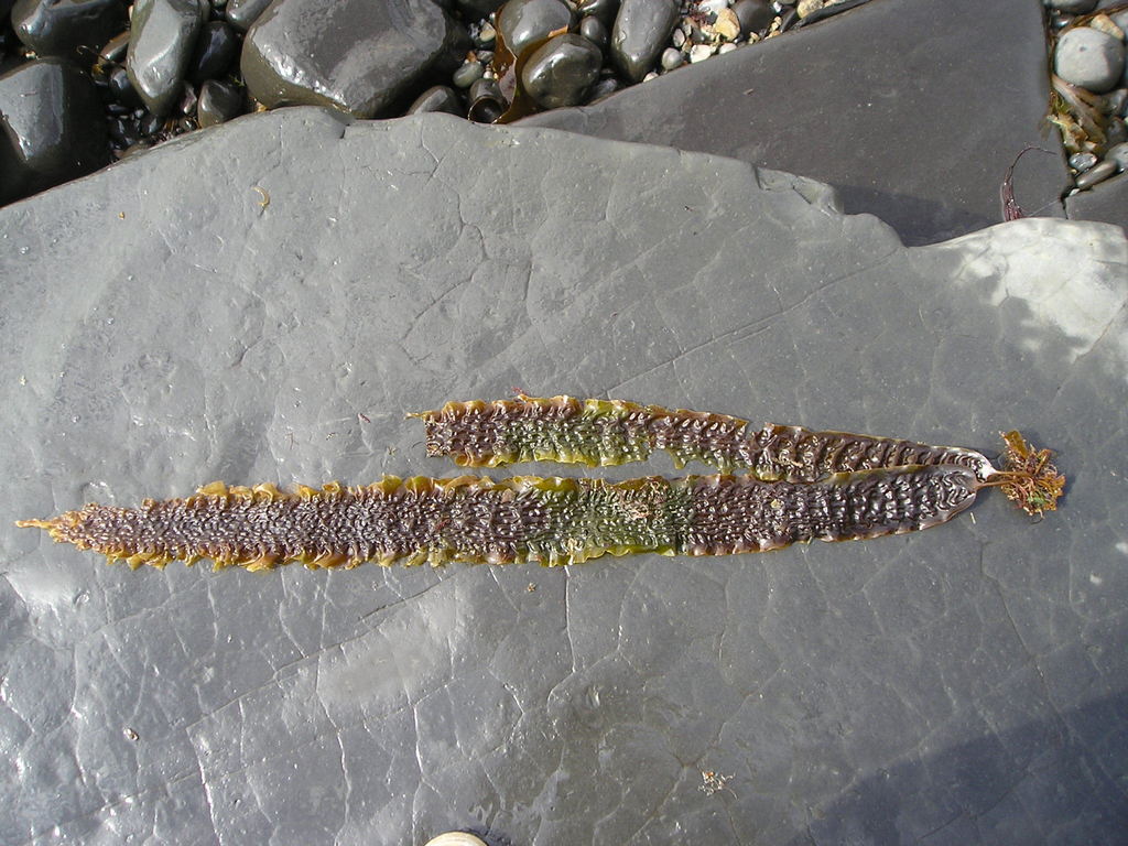 Species