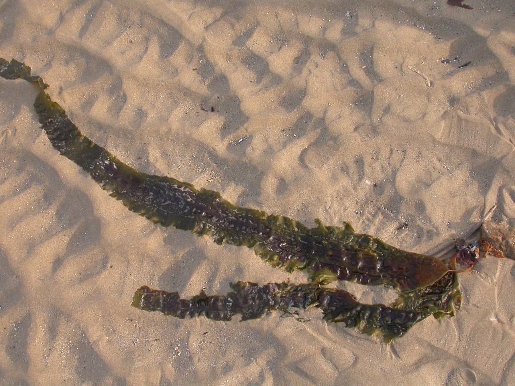 Species
