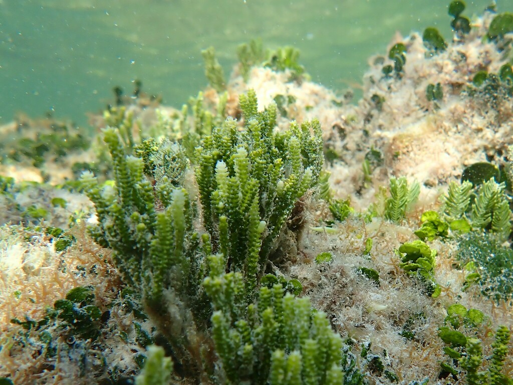 Species