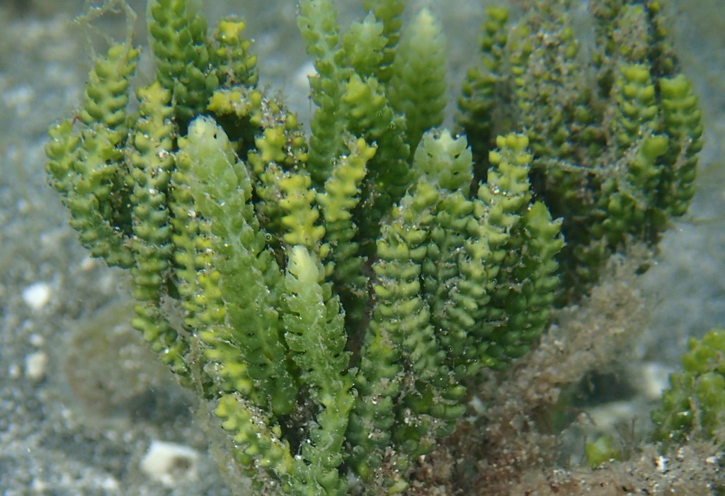 Species
