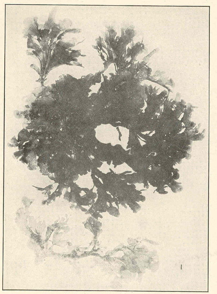 Species