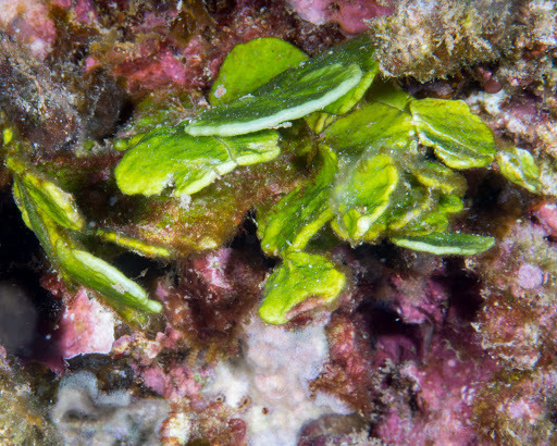 Species