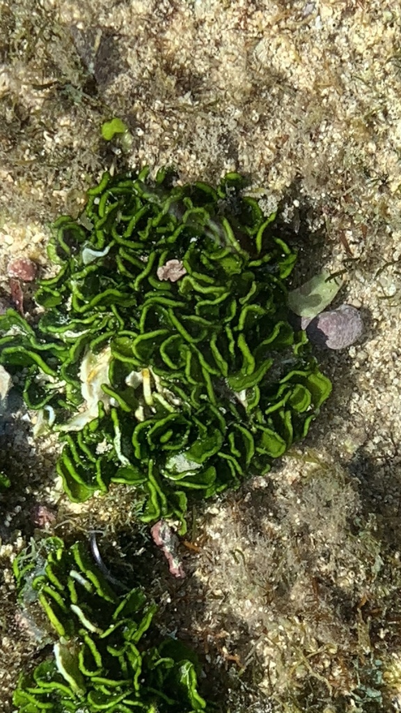 Species