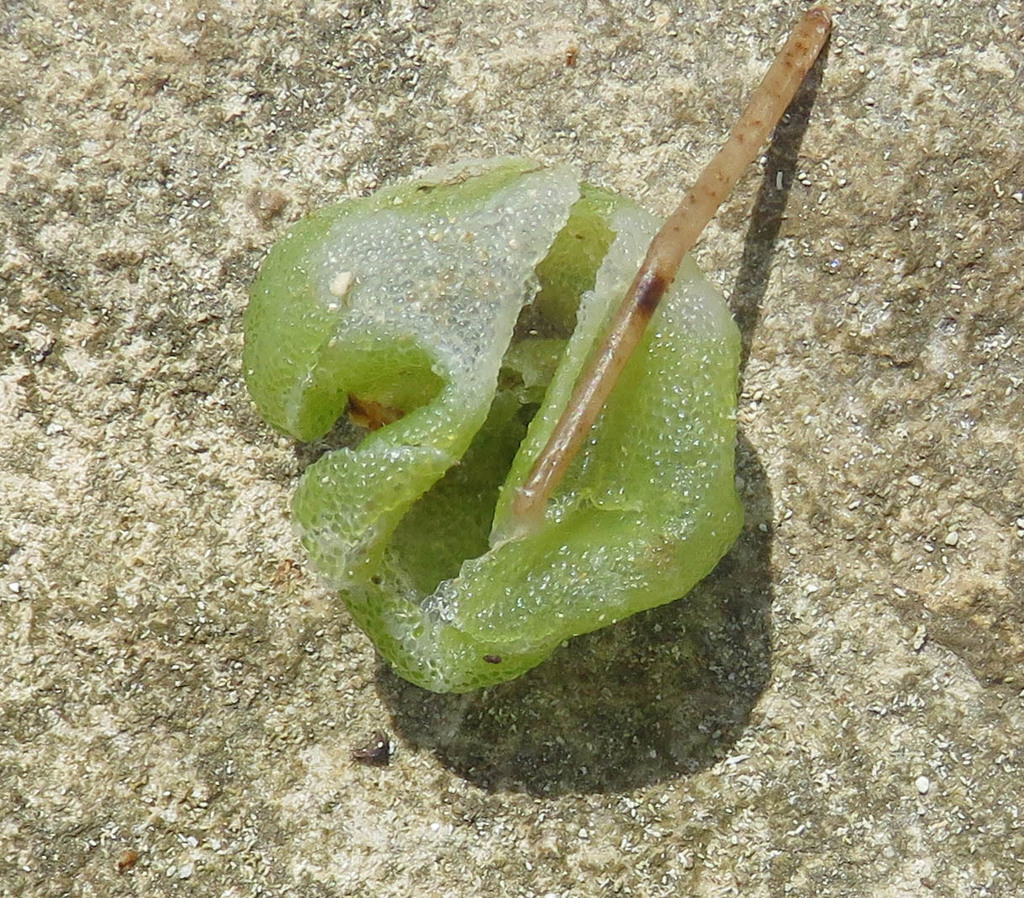 Species