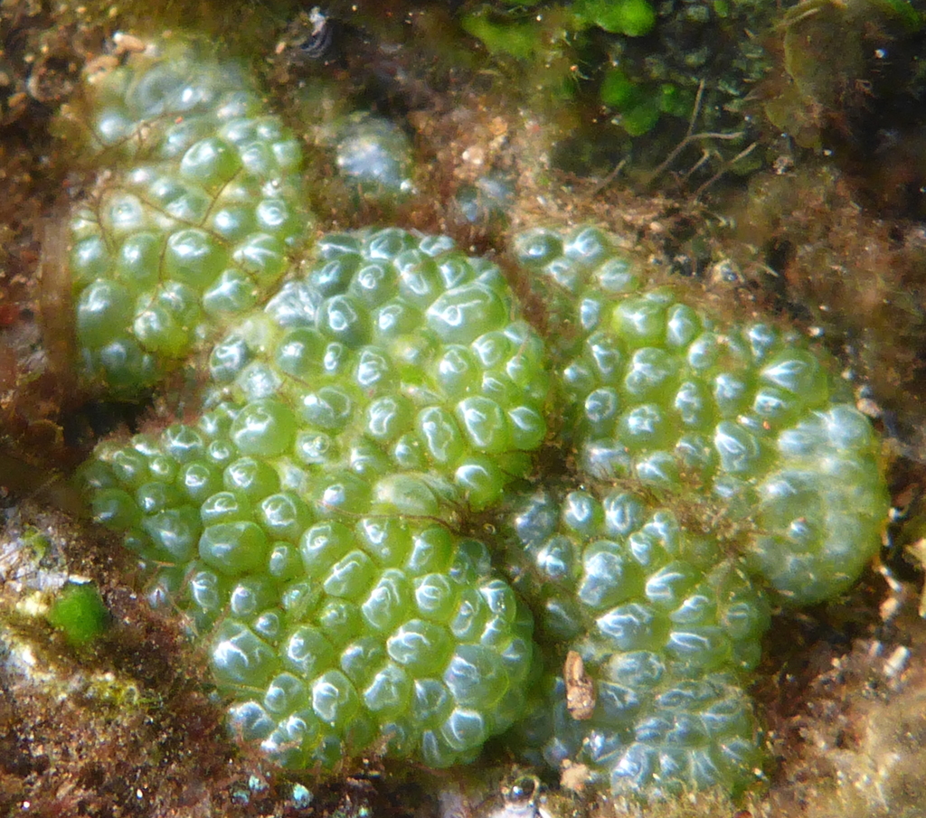 Species