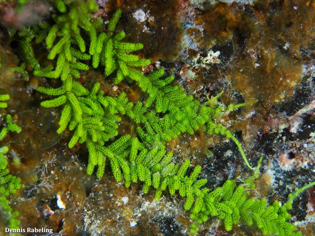 Species
