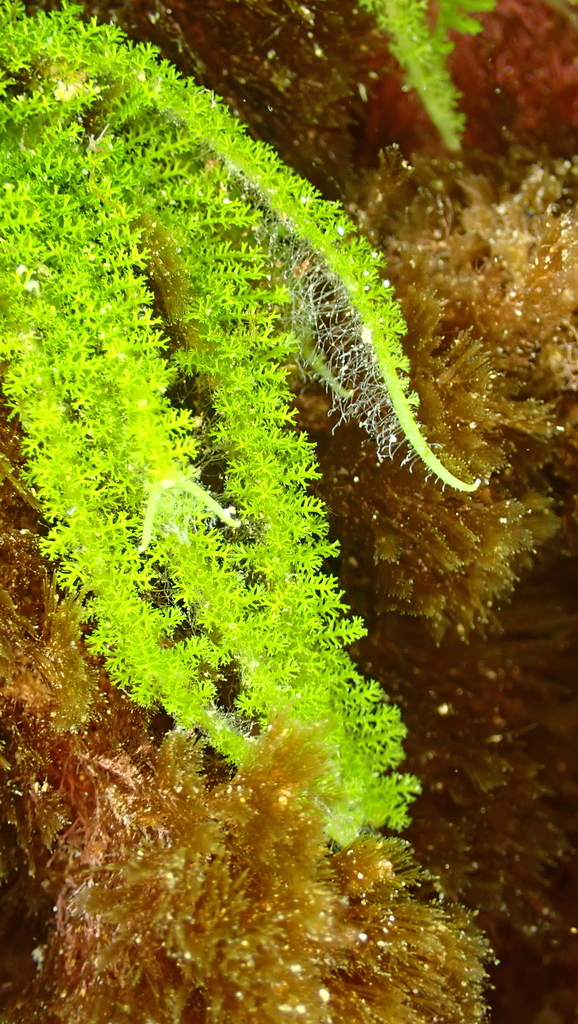Species
