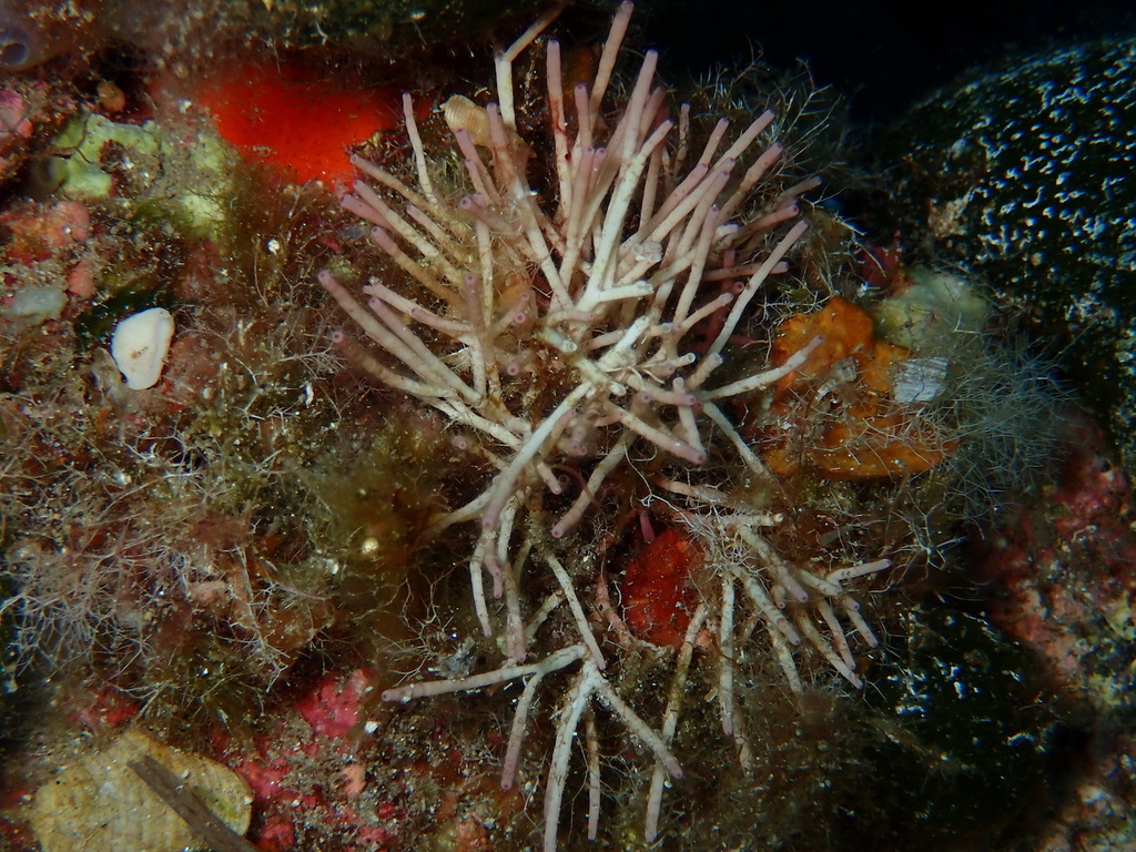 Species