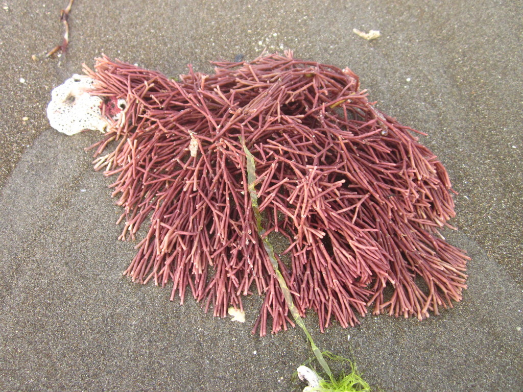 Species