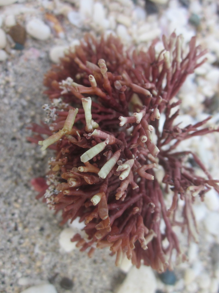 Species