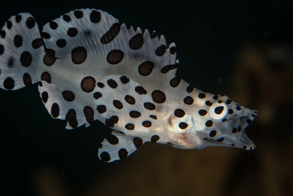 Species