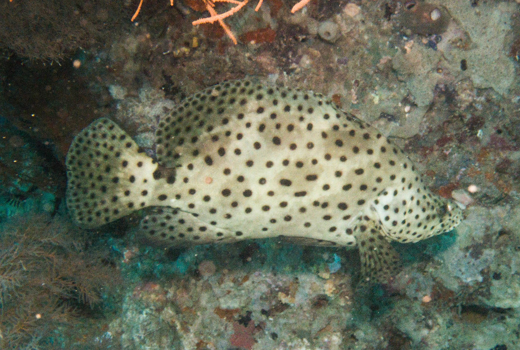 Species