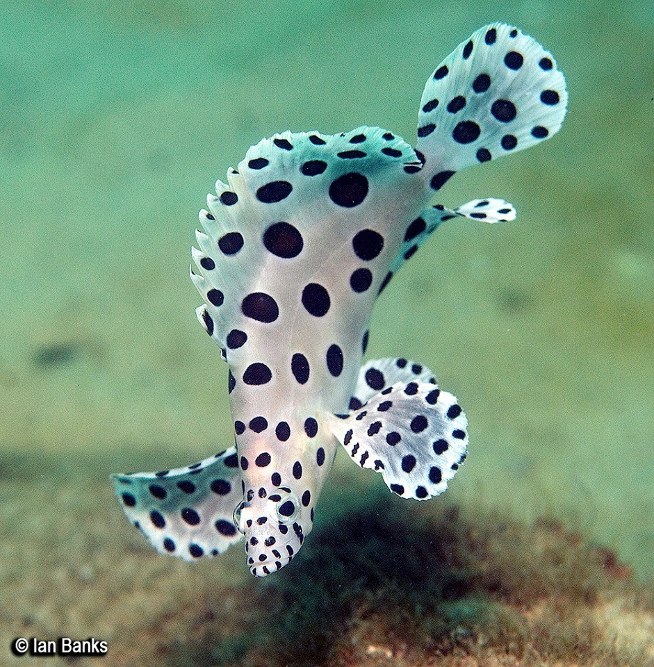 Species