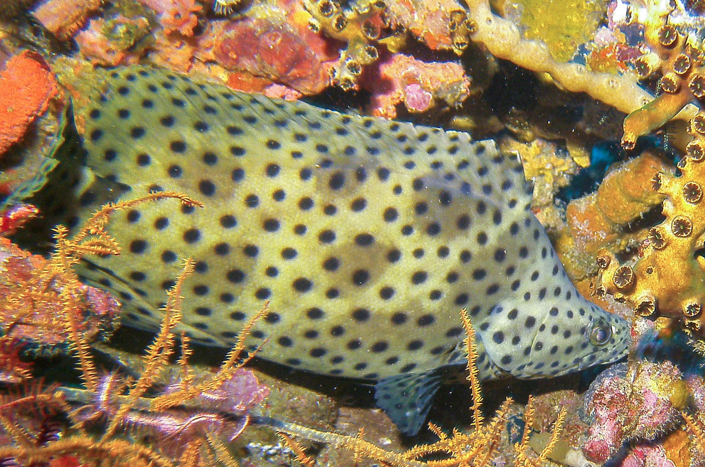 Species
