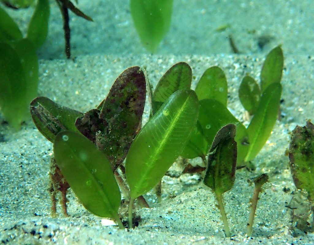 Species