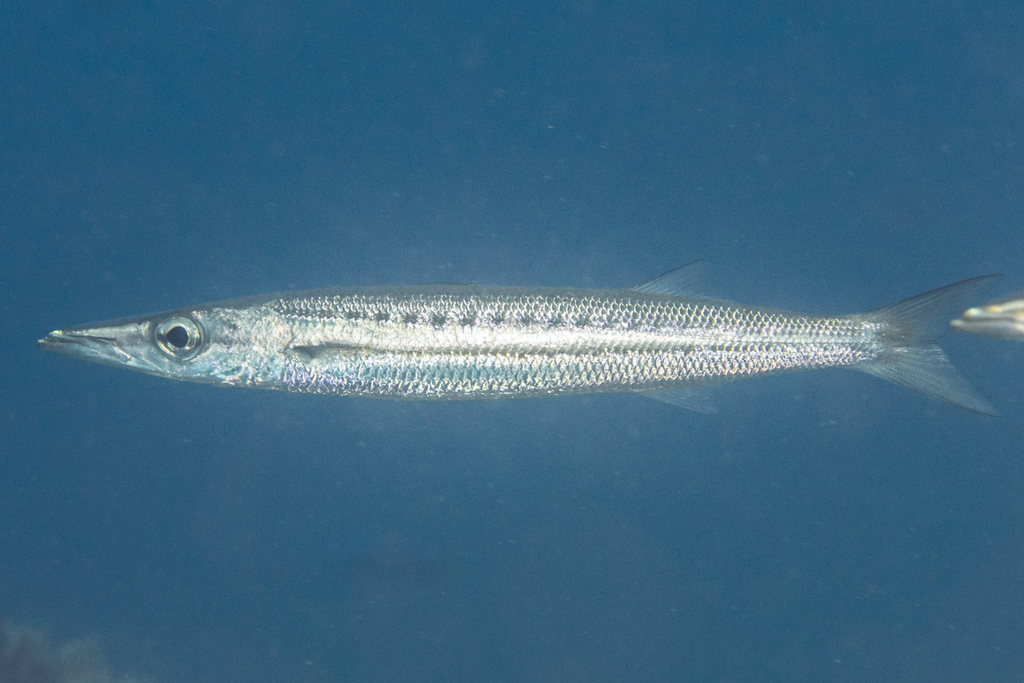 Species