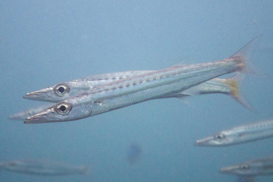Species