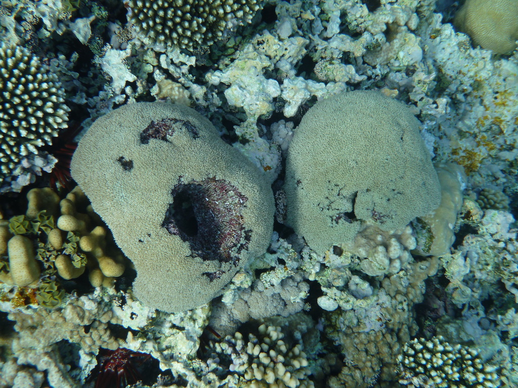 Species