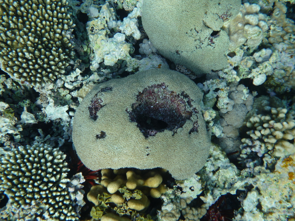 Species