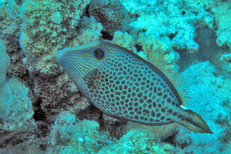 Wirenet Filefish