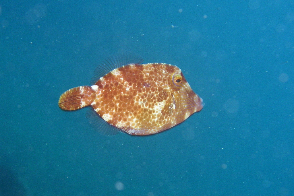 Wirenet Filefish