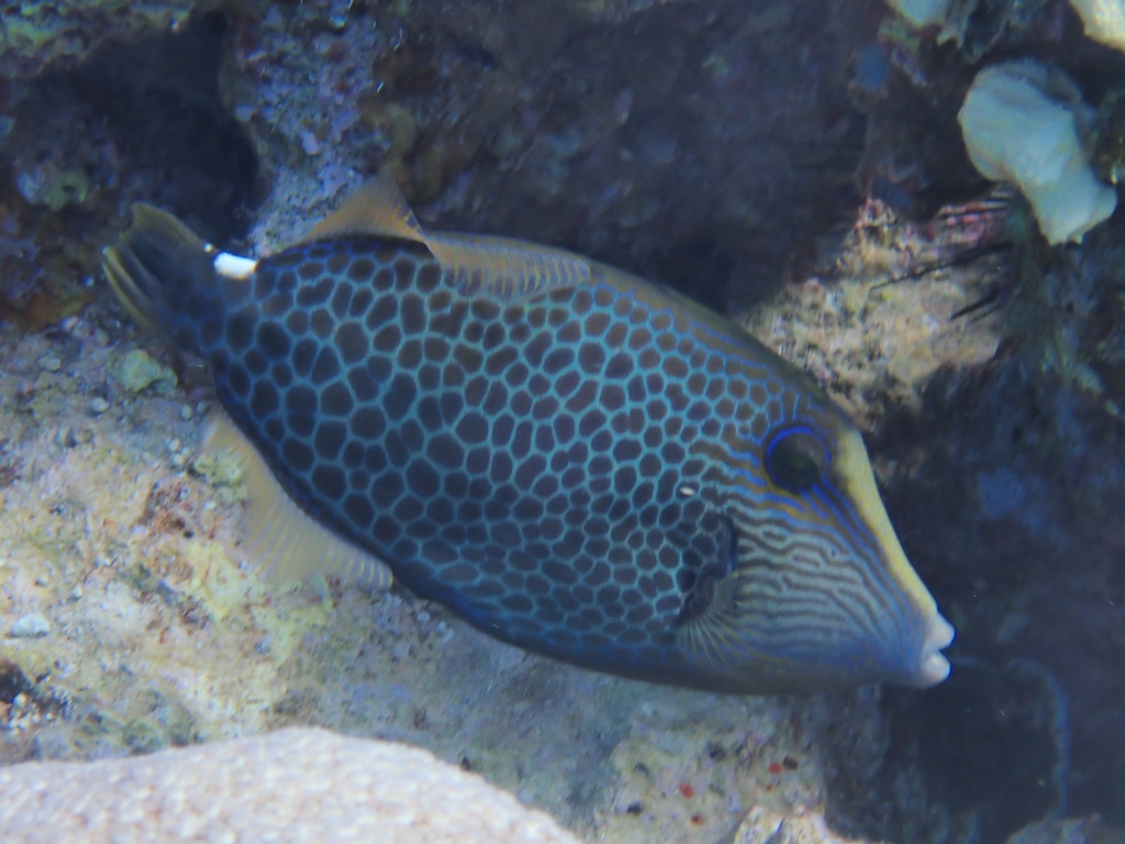 Wirenet Filefish