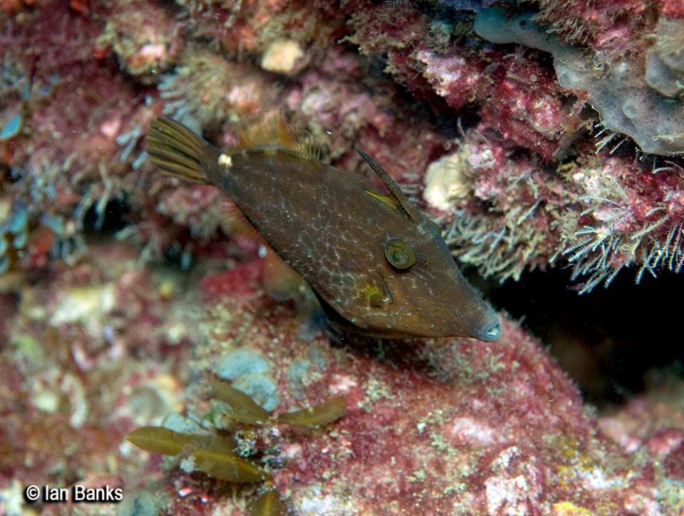 Wirenet Filefish