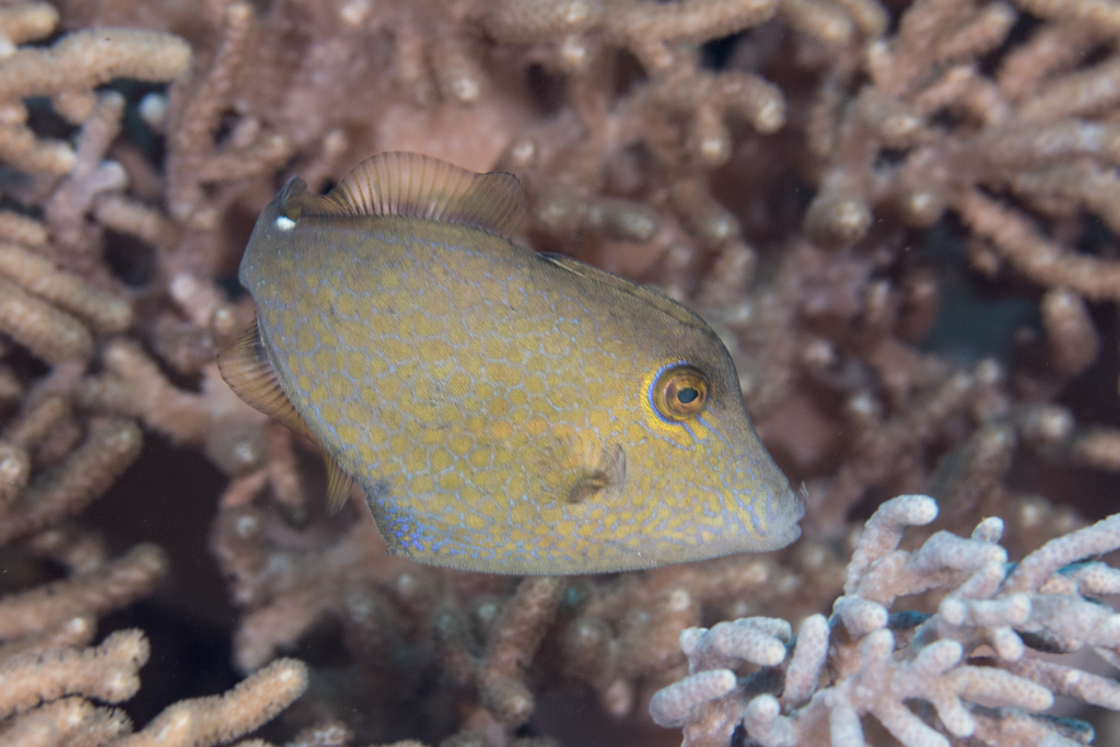 Wirenet Filefish