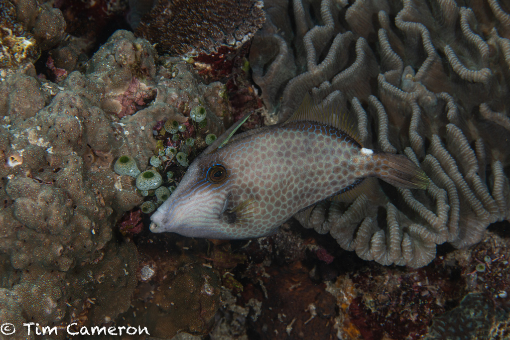 Wirenet Filefish