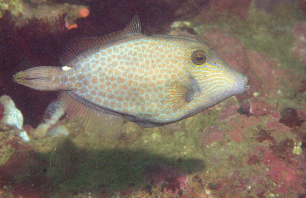 Wirenet Filefish