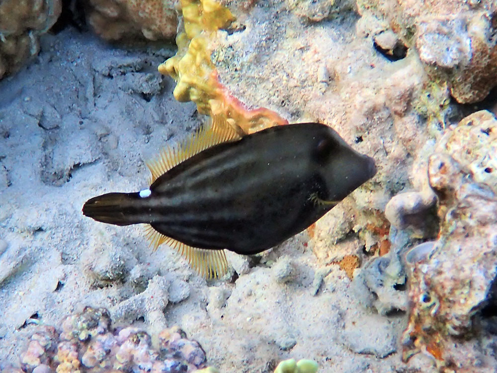 Wirenet Filefish