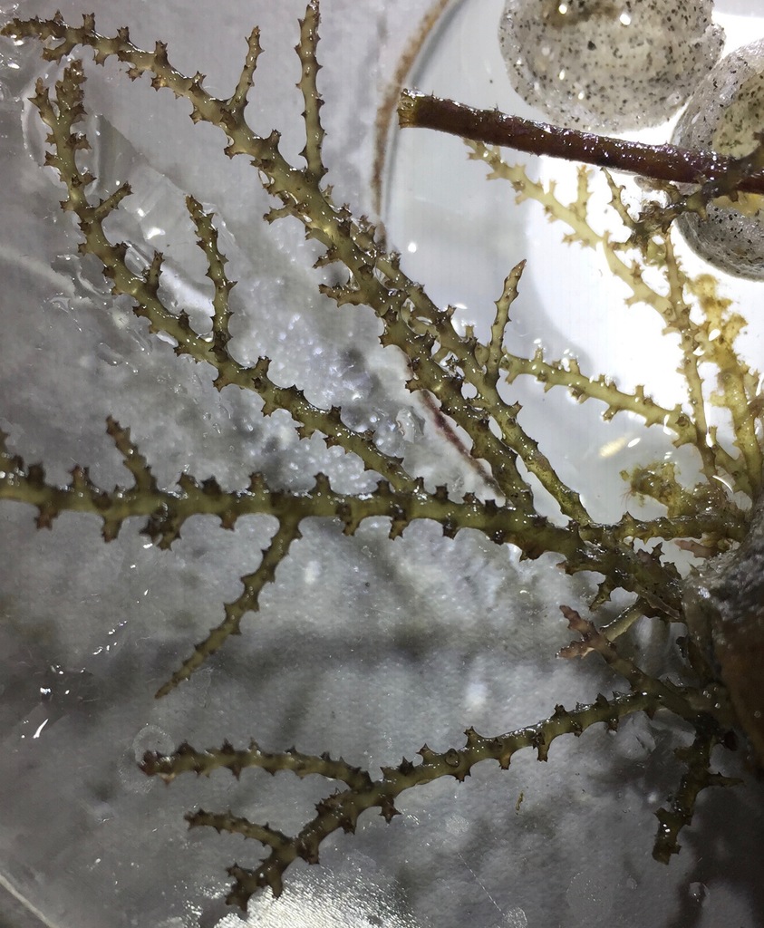 Species