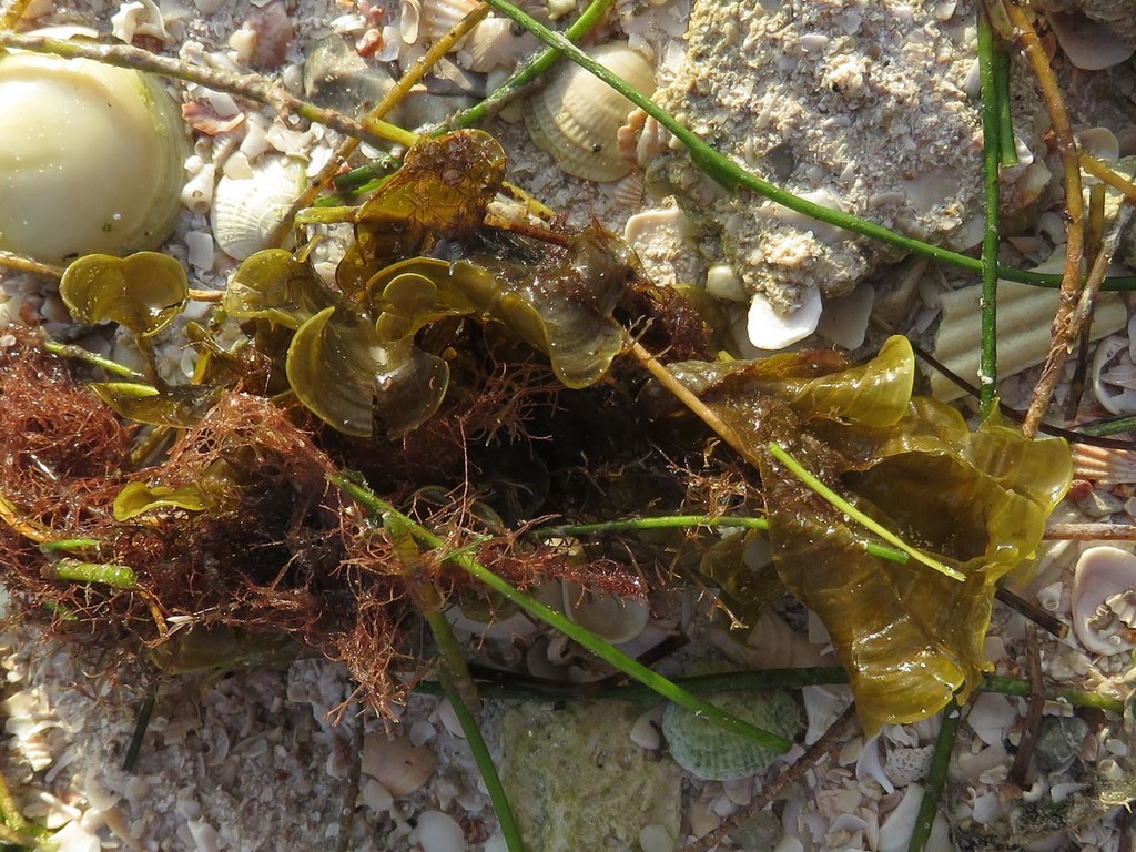 Species