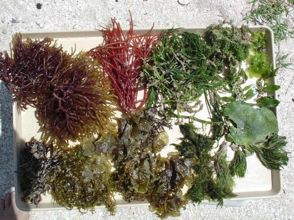 Species