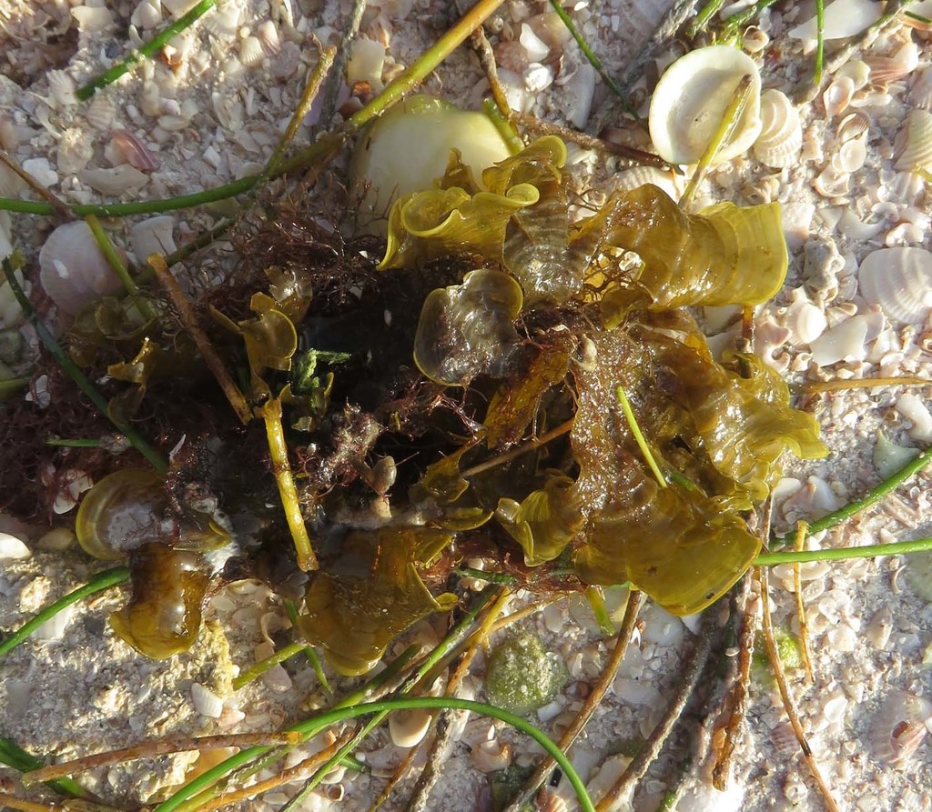 Padina Gymnospora