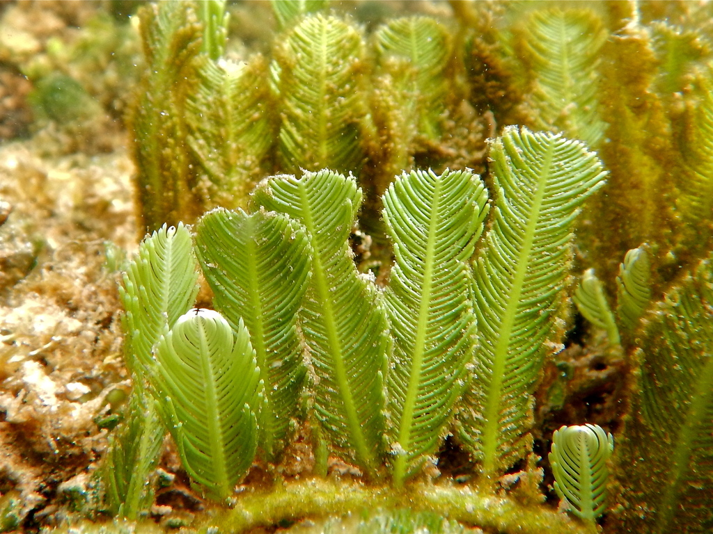 Species