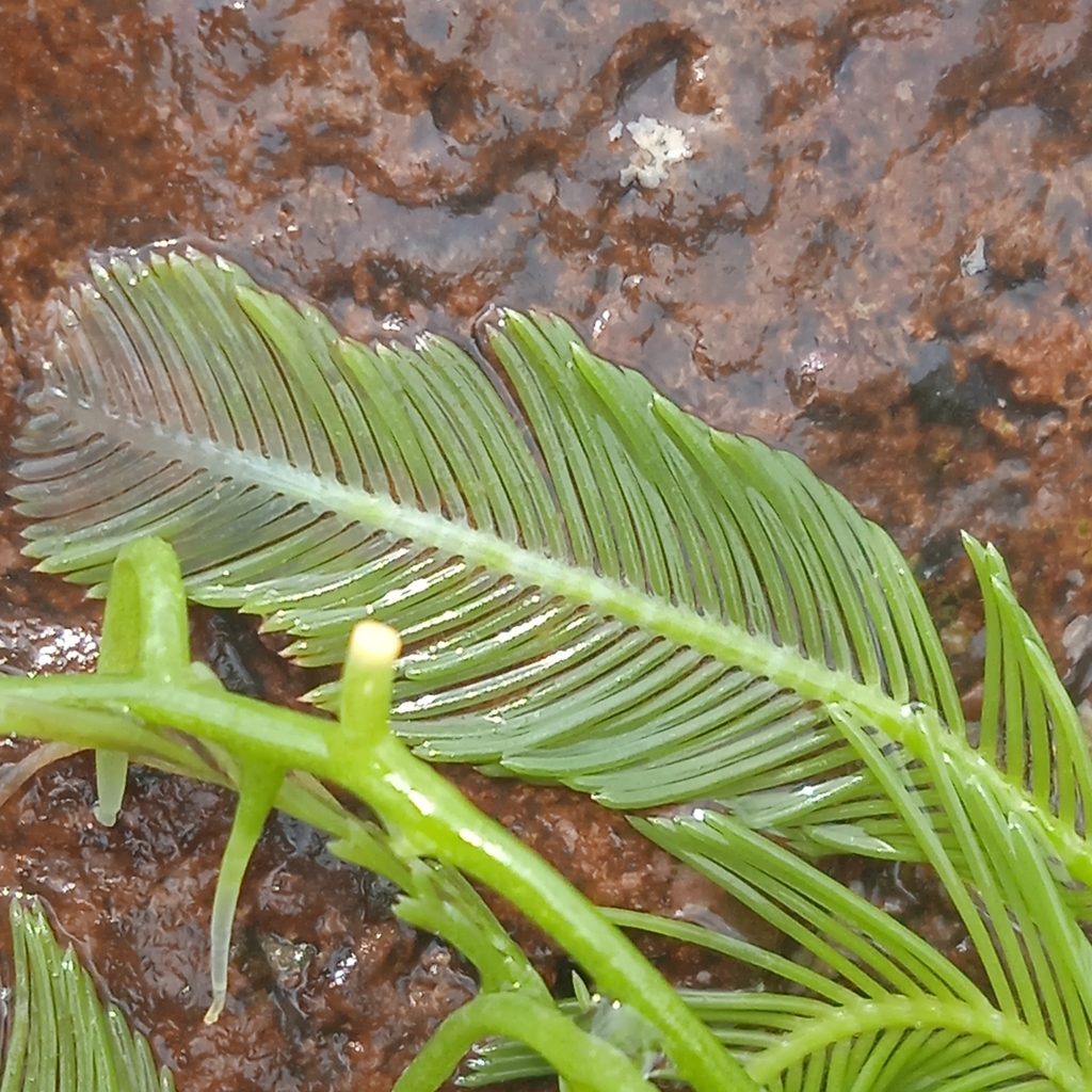 Species