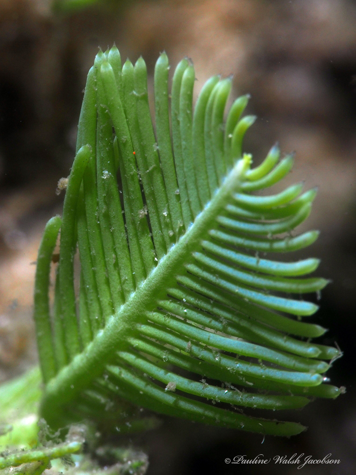 Species
