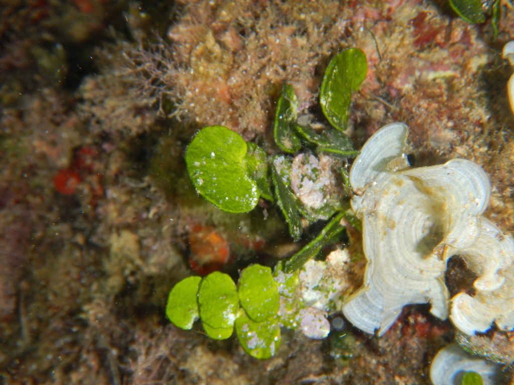 Species