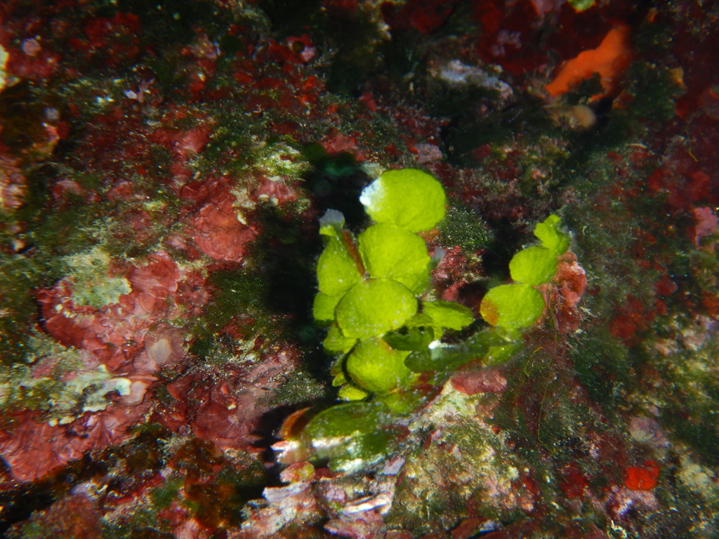 Species