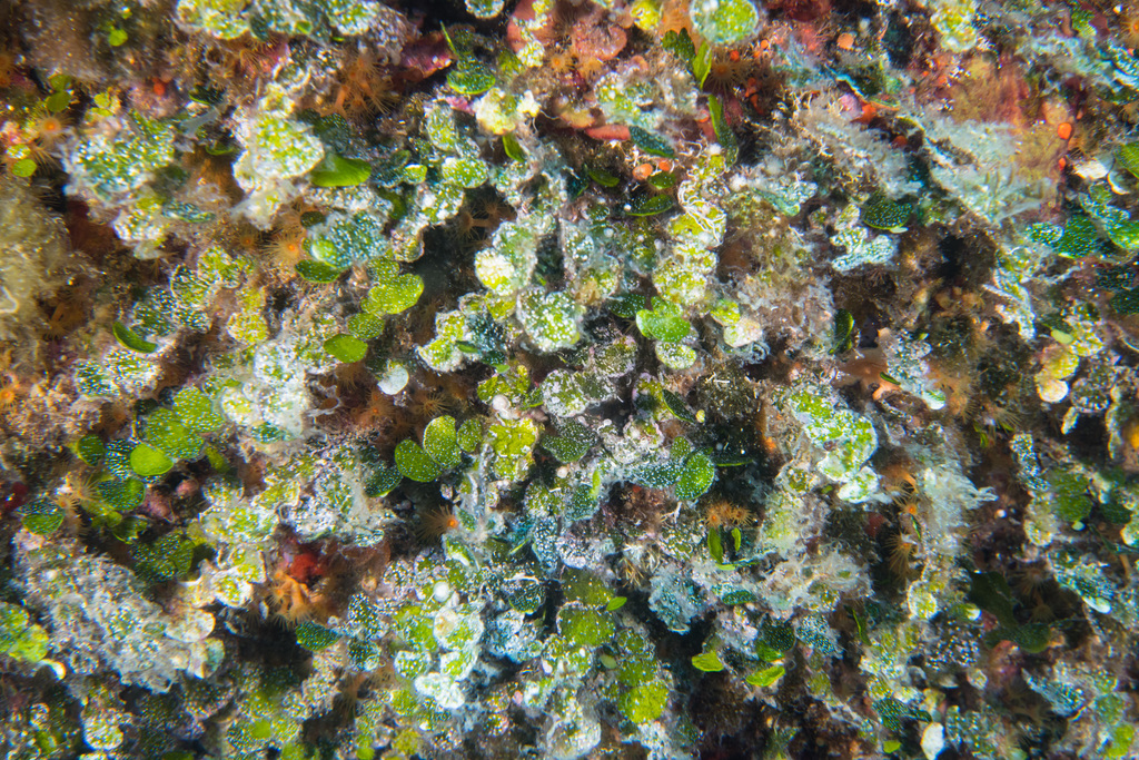 Species