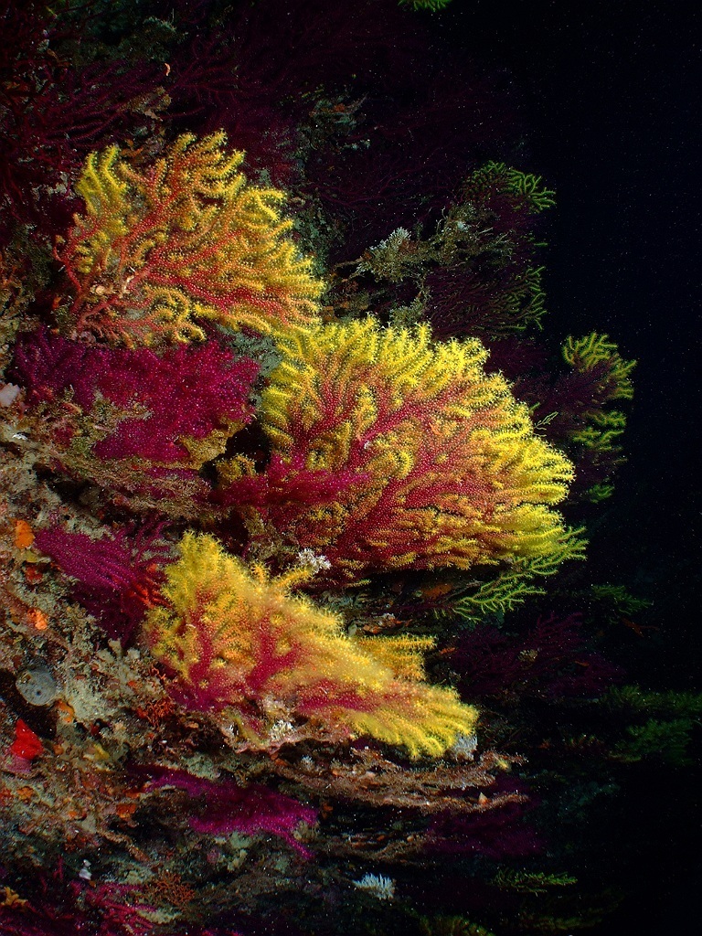 Species