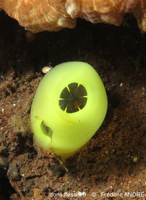 Rhopalaea Crassa