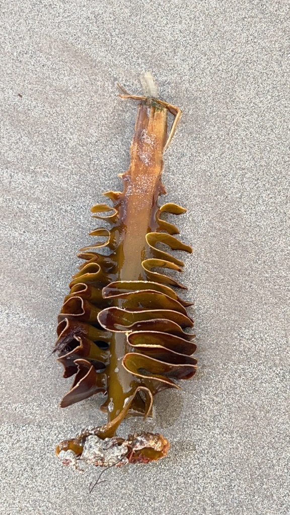 Species