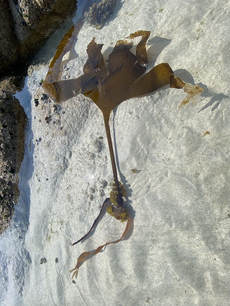 Species