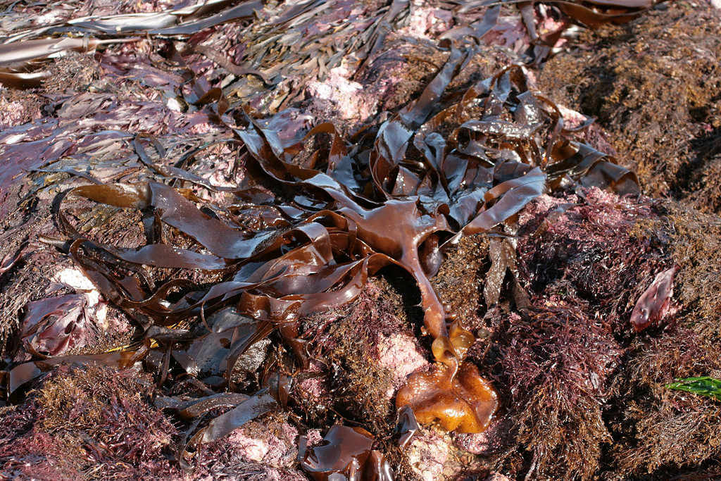 Species