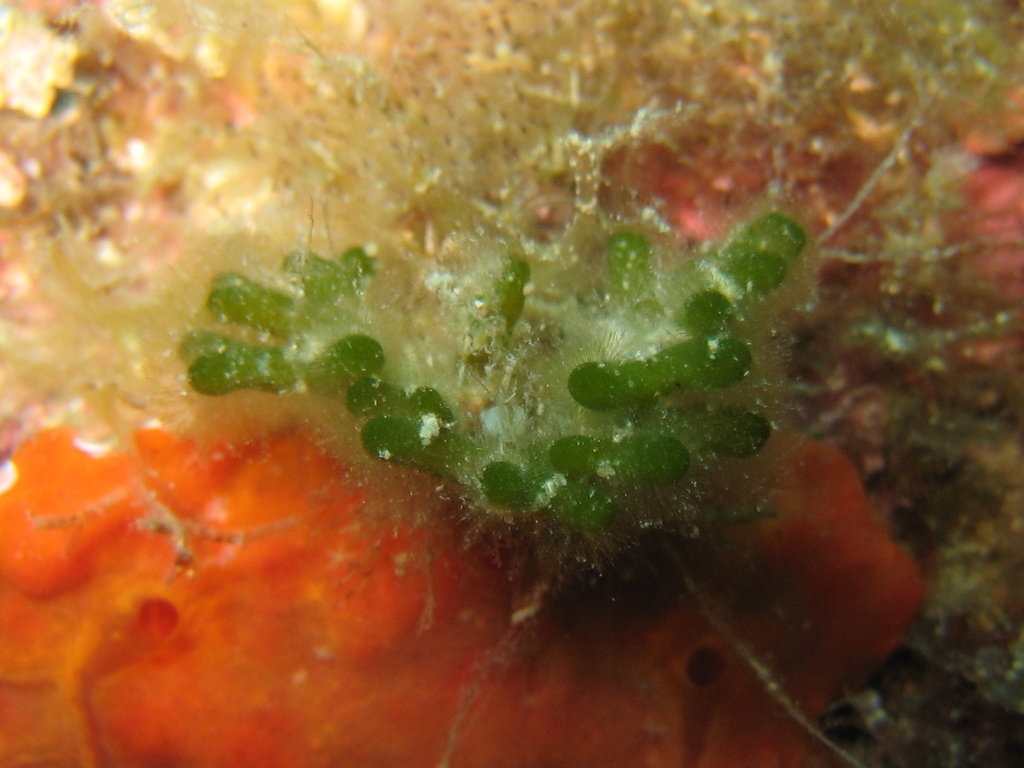 Species
