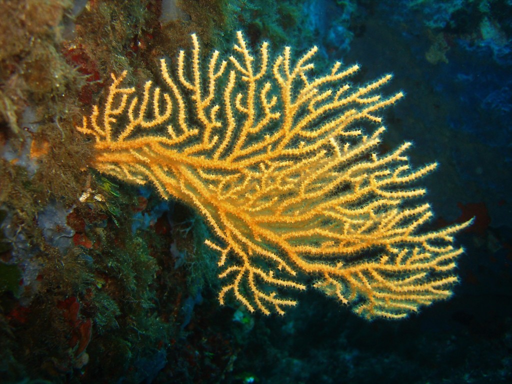 Species