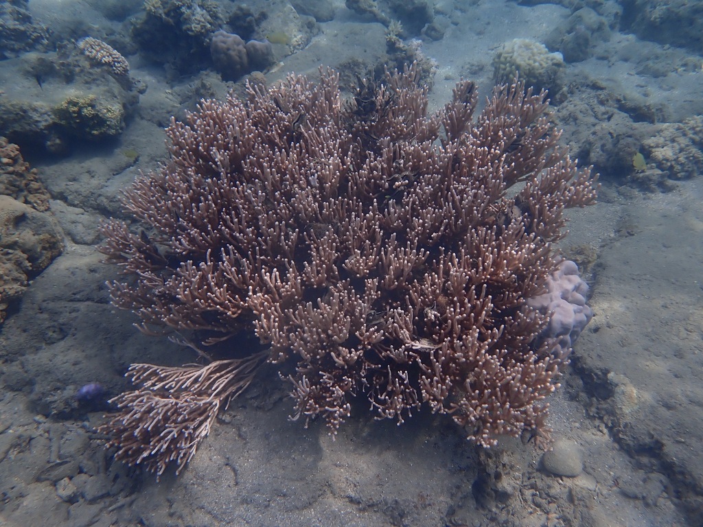 Species