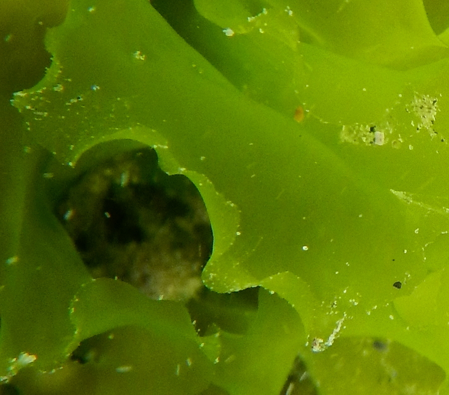 Species